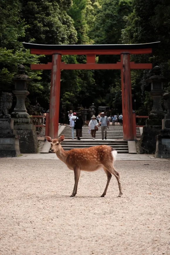 Nara, May 2023