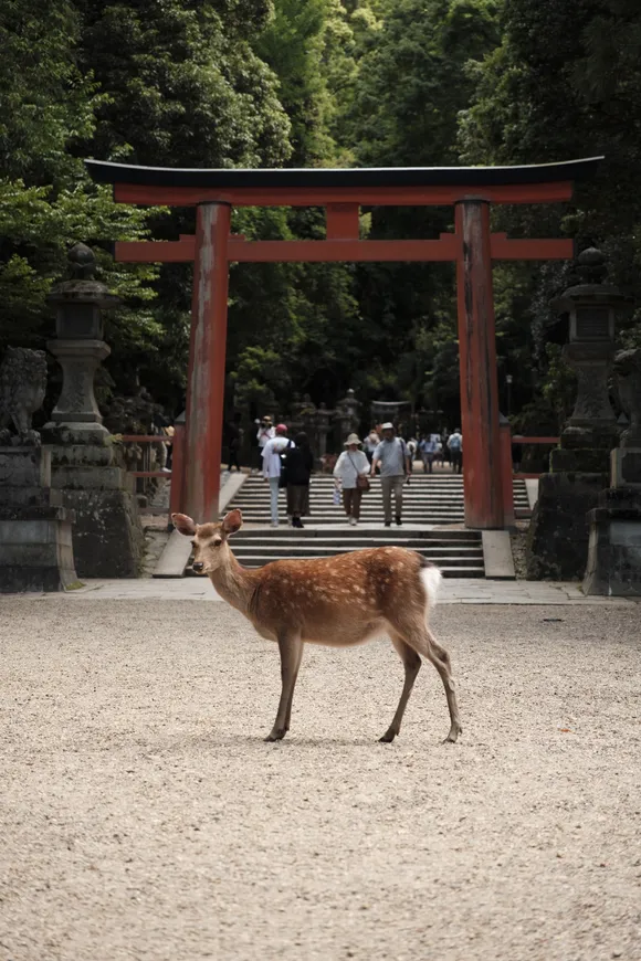 Nara, May 2023